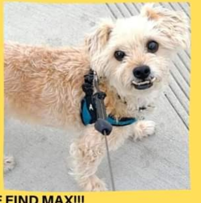 Image of MAX, Lost Dog