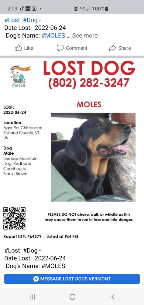 Image of Moles, Lost Dog