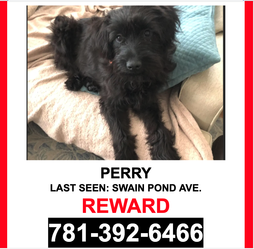 Image of Perry, Lost Dog