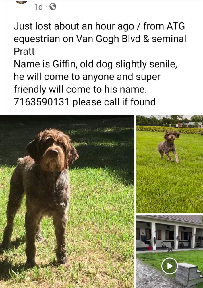 Image of Griffin, Lost Dog