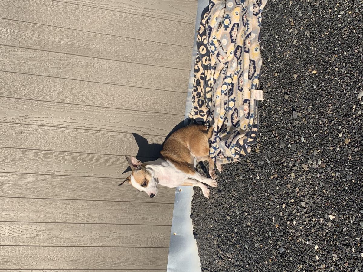 Image of Rocky, Found Dog