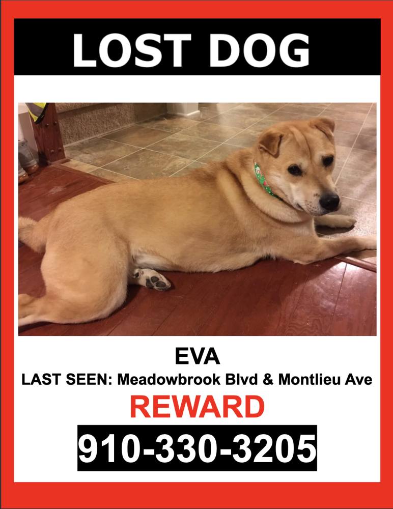 Image of Eva, Lost Dog