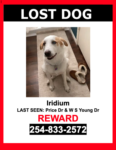 Image of Iridium, Lost Dog