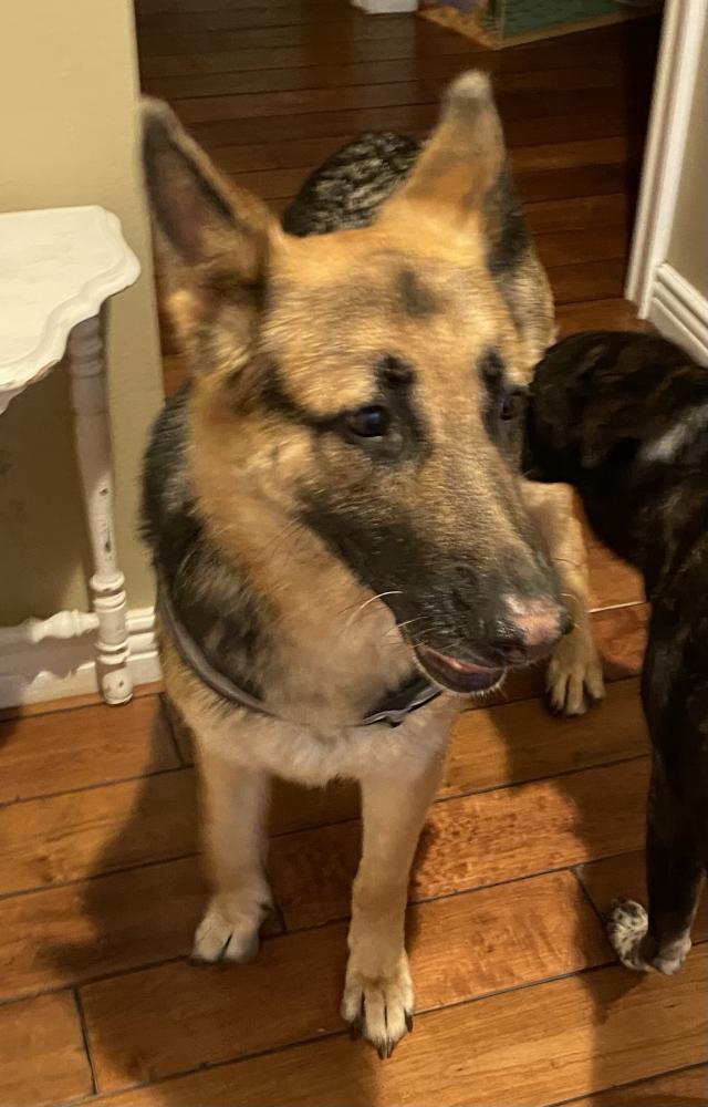 Image of German Shepherd, Found Dog
