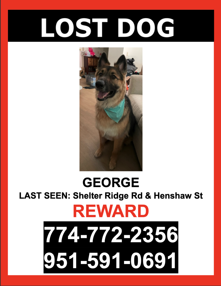Image of George, Lost Dog