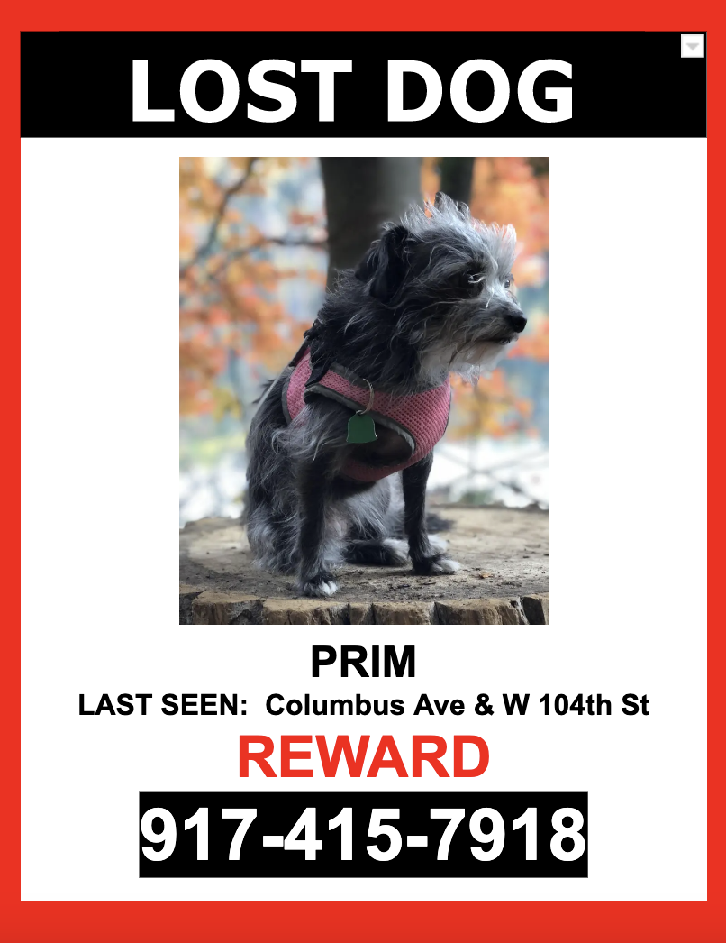 Image of Prim, Lost Dog