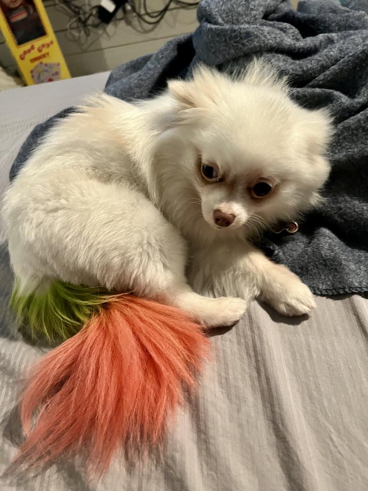Image of Snow White, Lost Dog