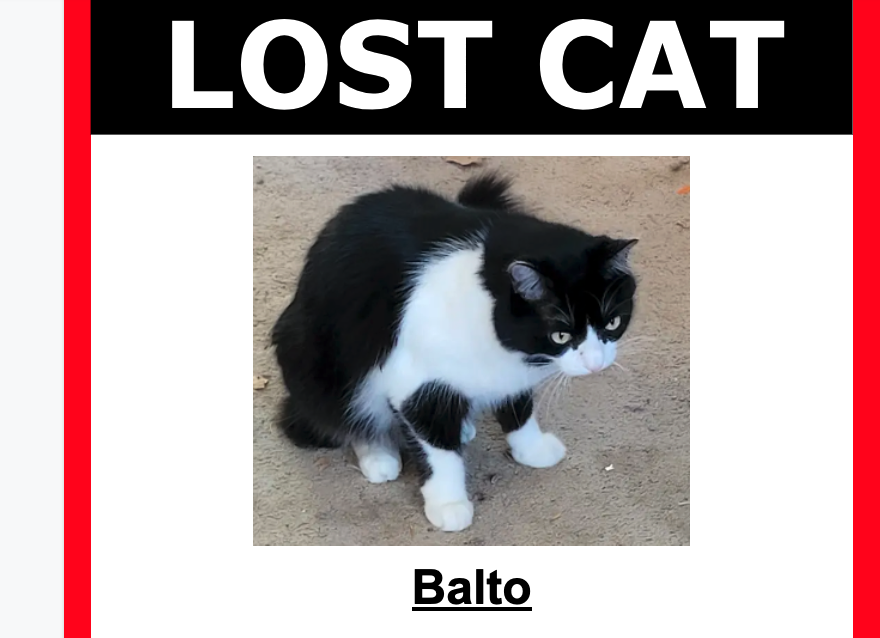 Image of Balto, Lost Cat