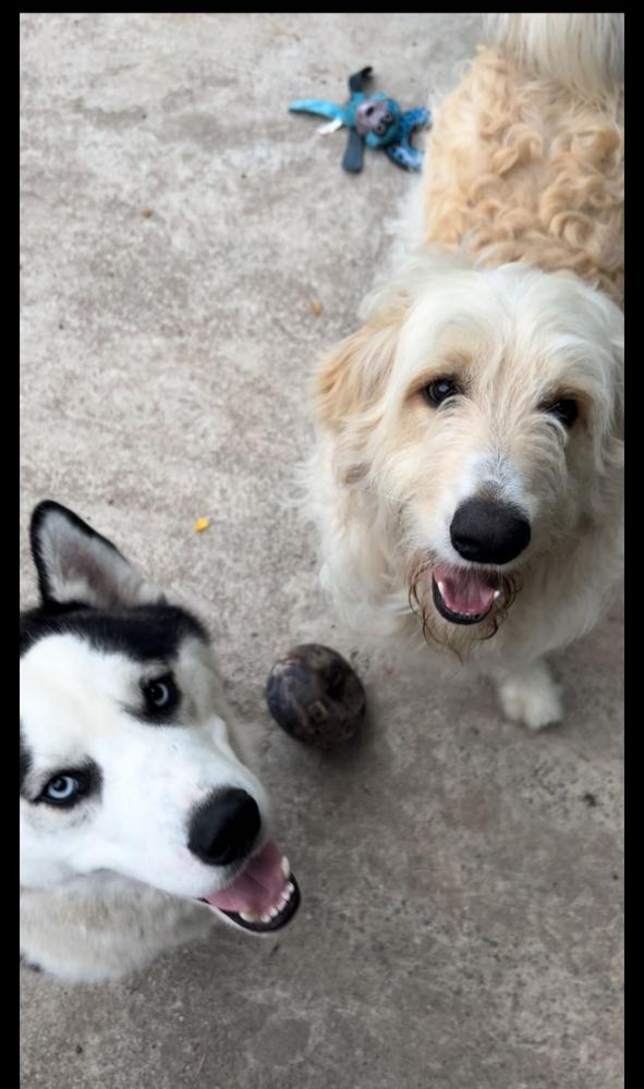 Image of Phoenix and Oliver, Lost Dog
