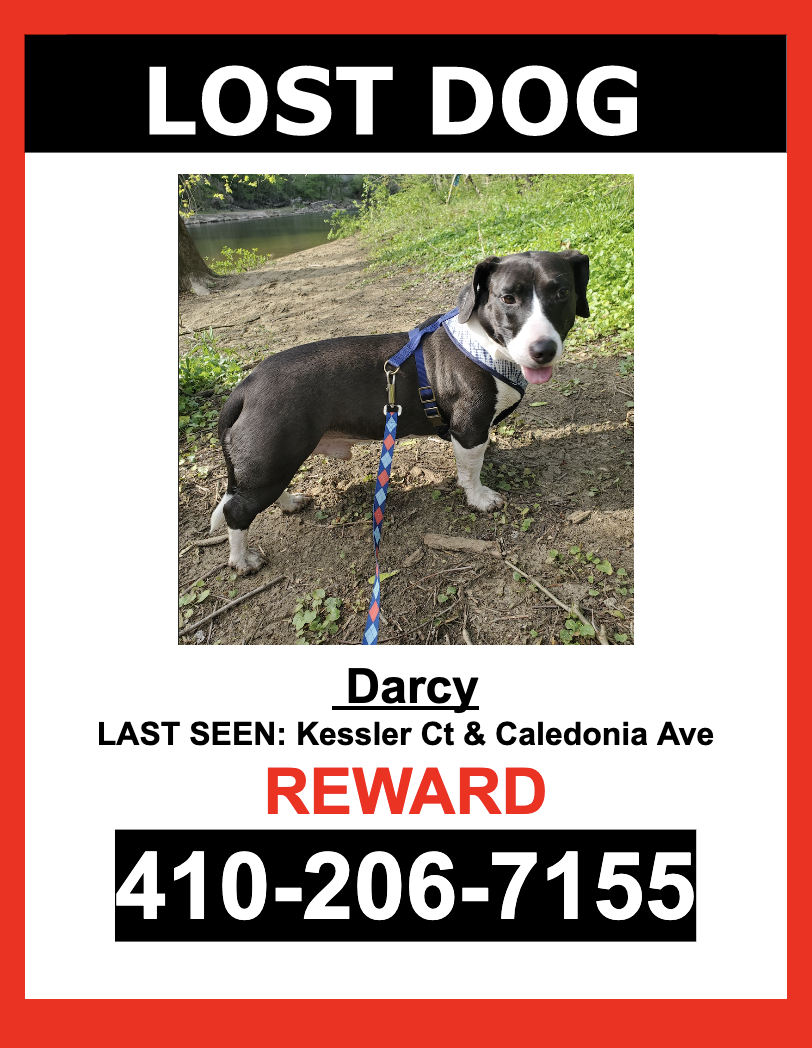 Image of Darcy, Lost Dog