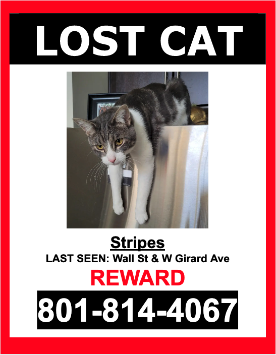 Image of Stripes, Lost Cat