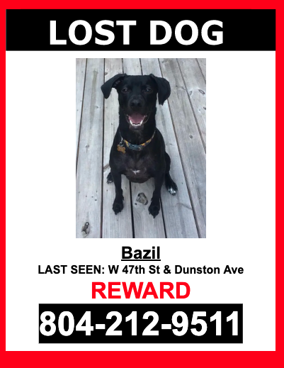 Image of Bazil, Lost Dog