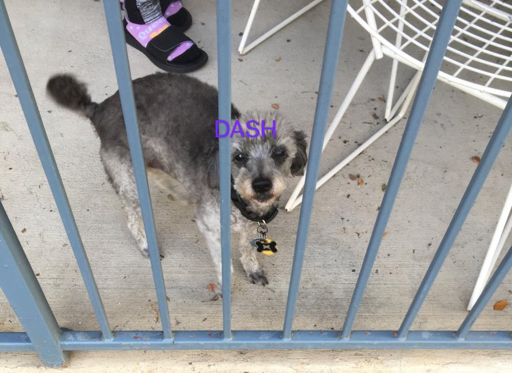 Image of Dash, Lost Dog