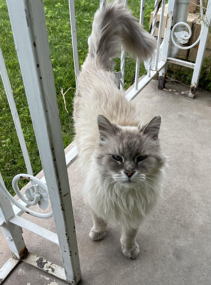 Image of BOO BOO, Lost Cat