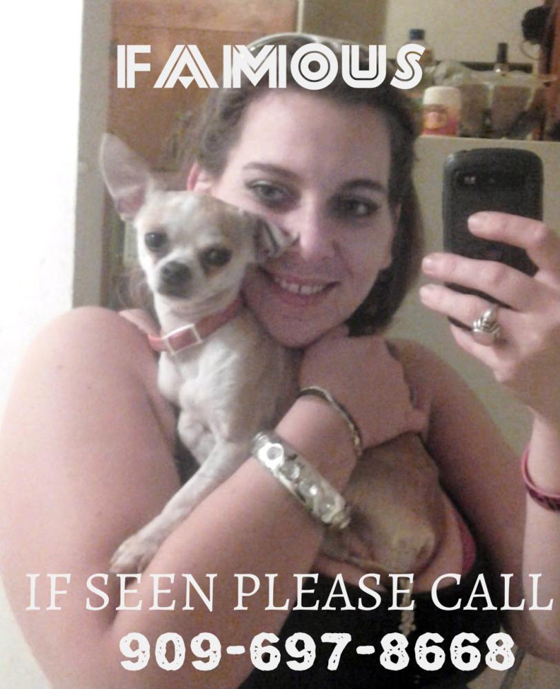 Image of Famous, Lost Dog