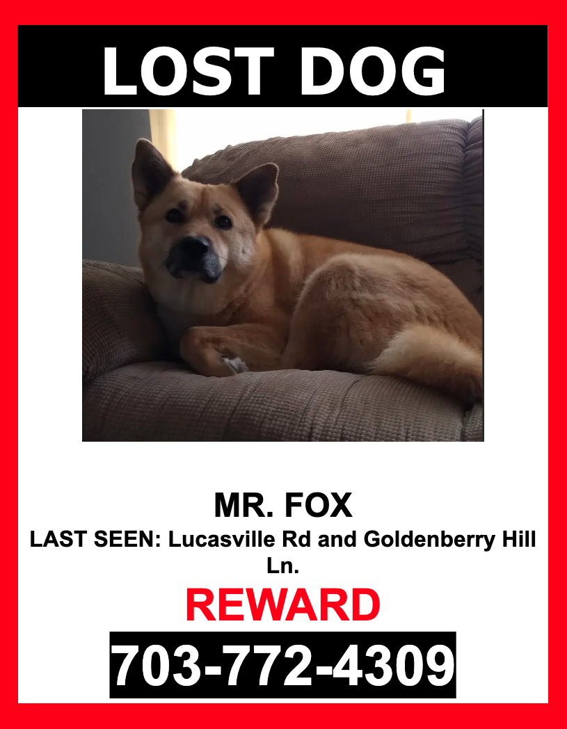 Image of Mr. Fox, Lost Dog