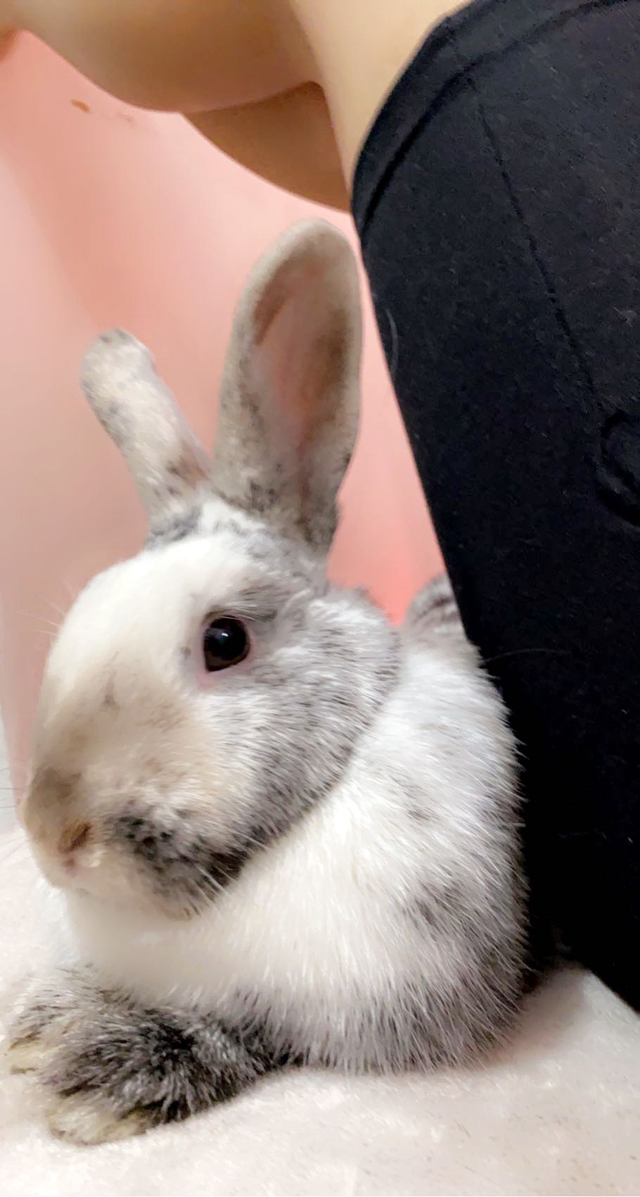 Image of Mae, Lost Rabbit