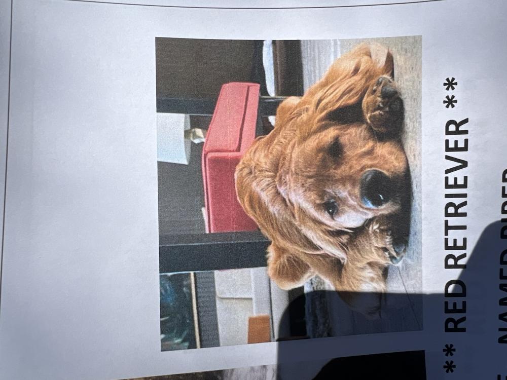 Image of Piper, Lost Dog