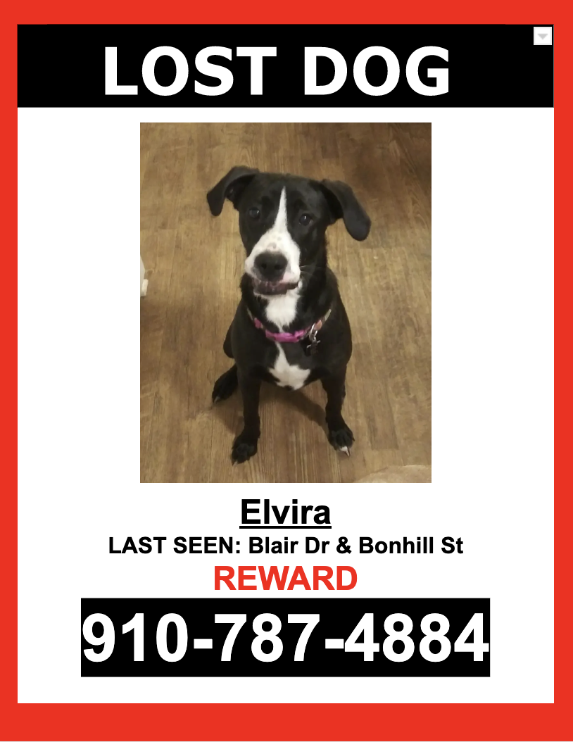 Image of Elvira, Lost Dog