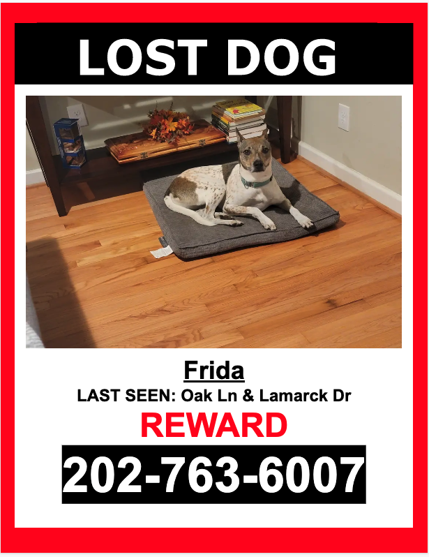 Image of Frida, Lost Dog