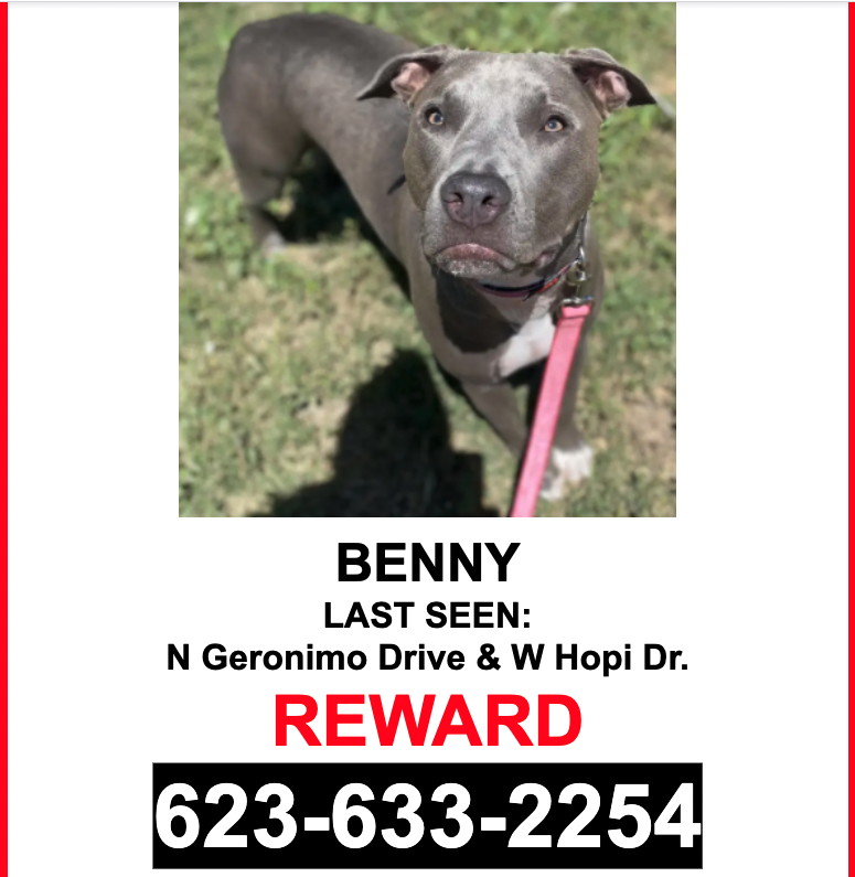 Image of Benny, Lost Dog