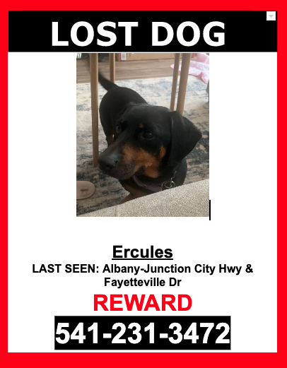 Image of Ercules, Lost Dog