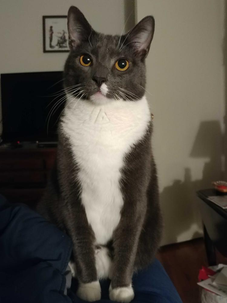 Image of Franklin, Lost Cat