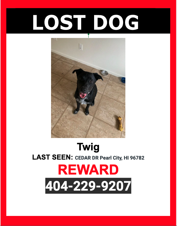 Image of Twig, Lost Dog