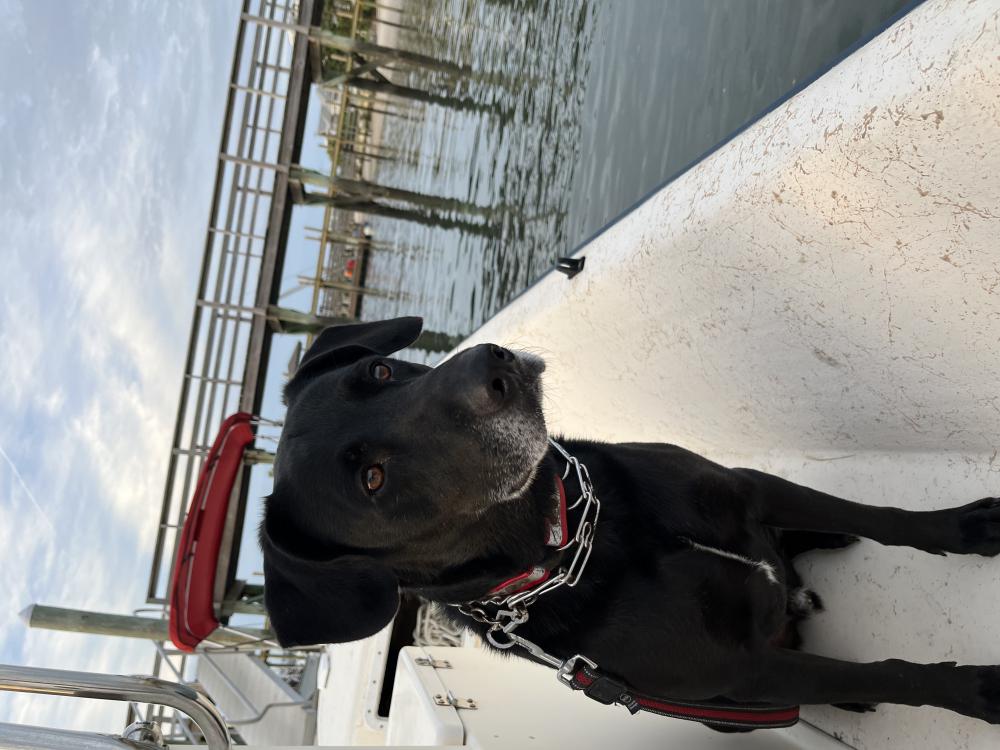 Image of Jetty, Lost Dog