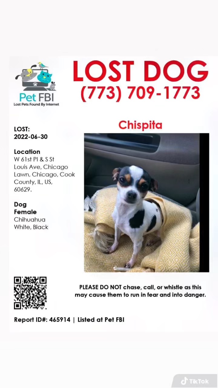 Image of Chispita, Lost Dog