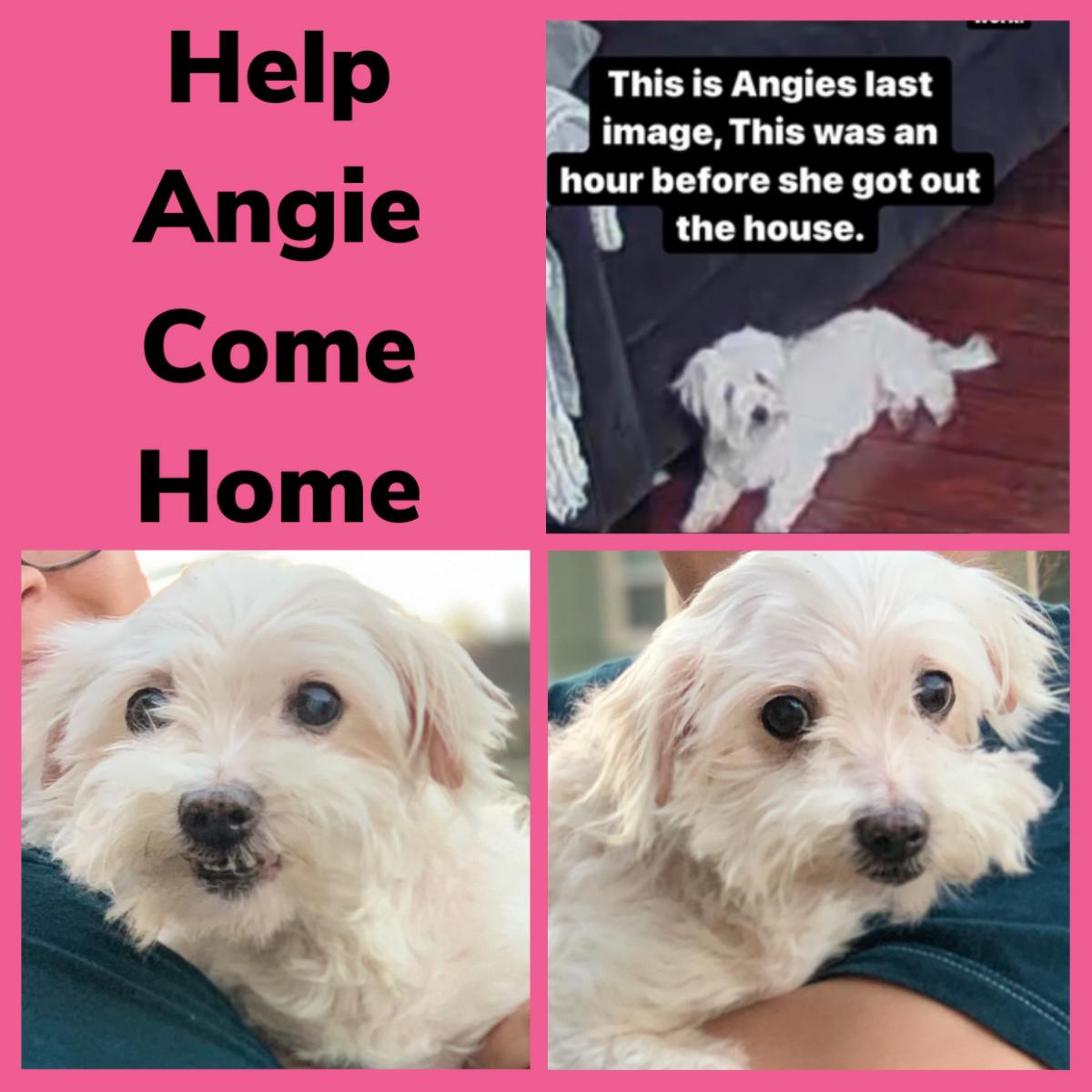 Image of Angie, Lost Dog