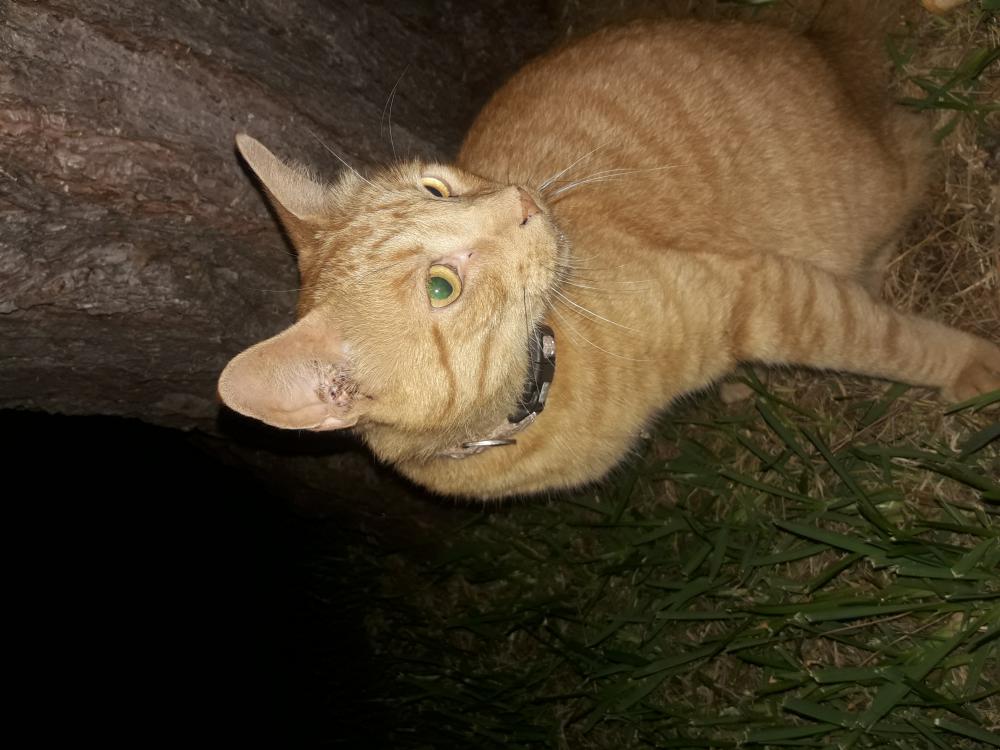 Image of Oláf, Lost Cat