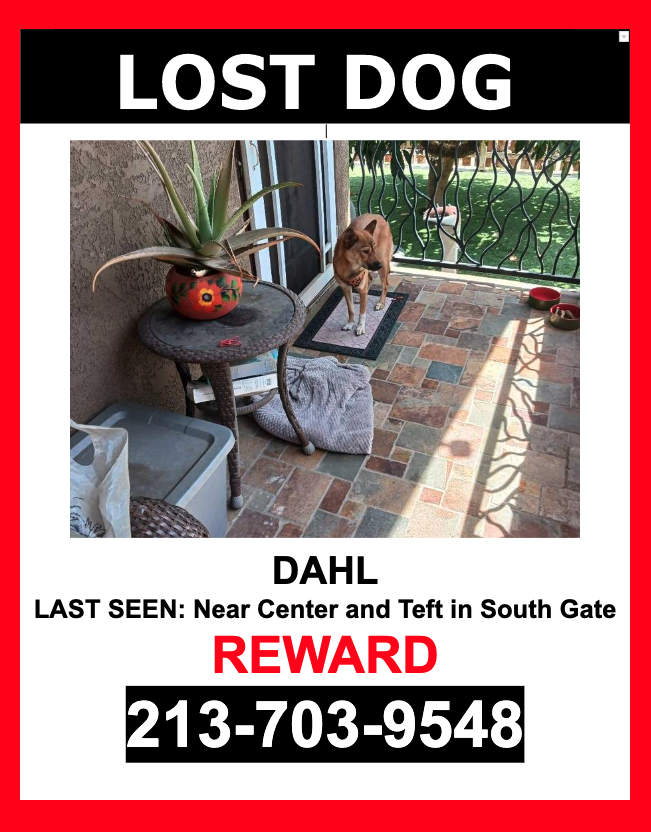Image of DAHL, Lost Dog
