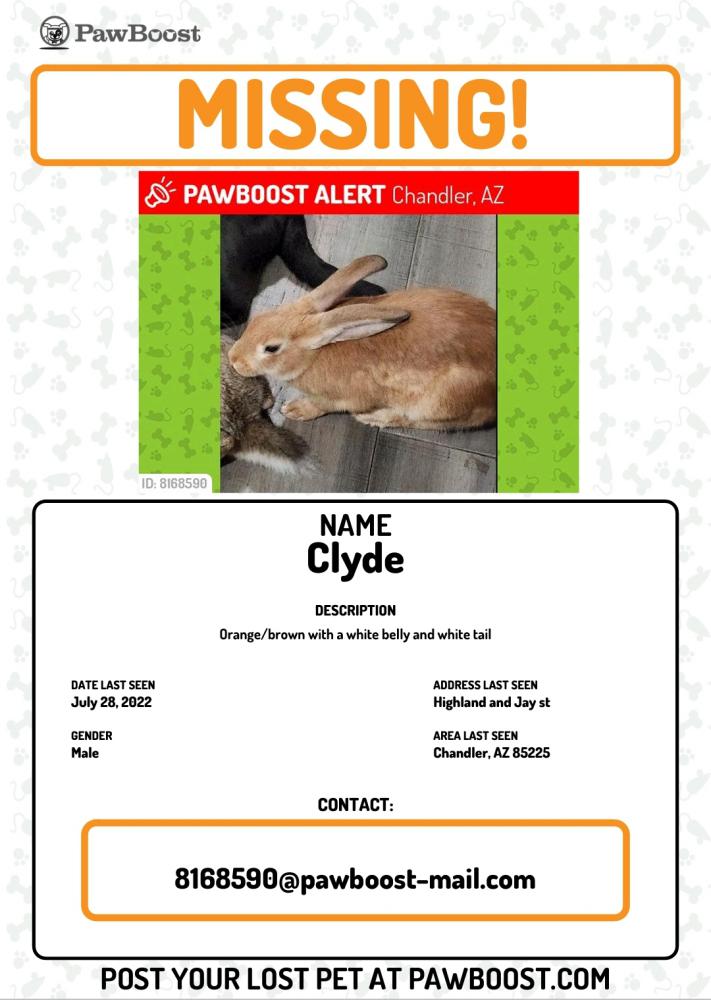 Image of Clyde, Lost Rabbit