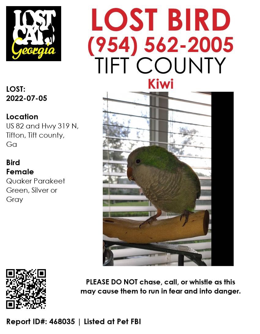 Image of Kiwi, Lost Bird