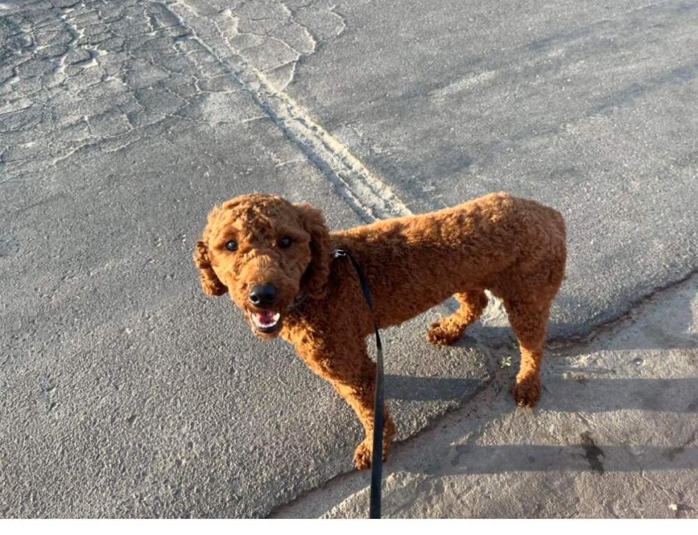 Image of Chancho, Lost Dog
