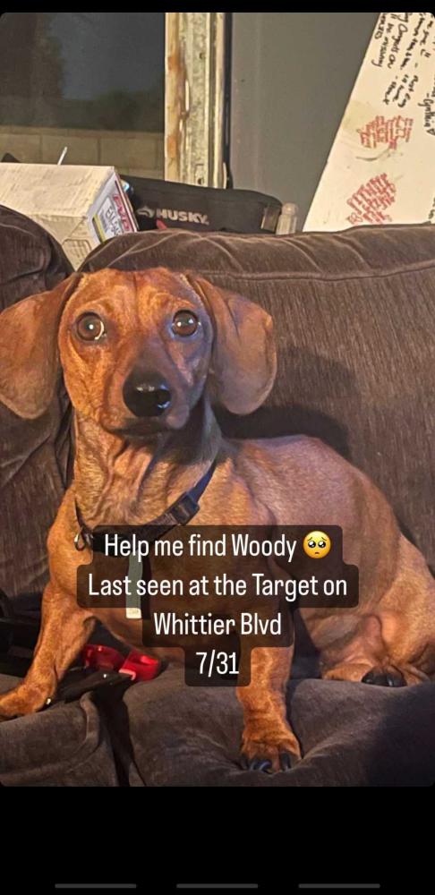 Image of Woody, Lost Dog