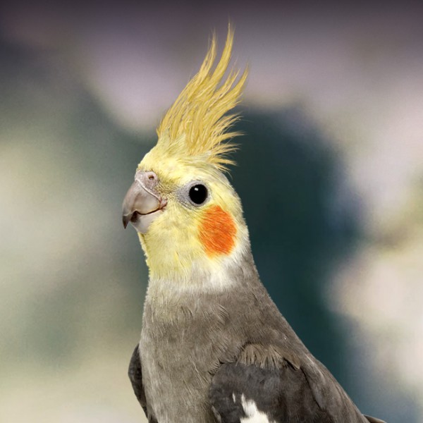 Image of Eddie, Lost Bird
