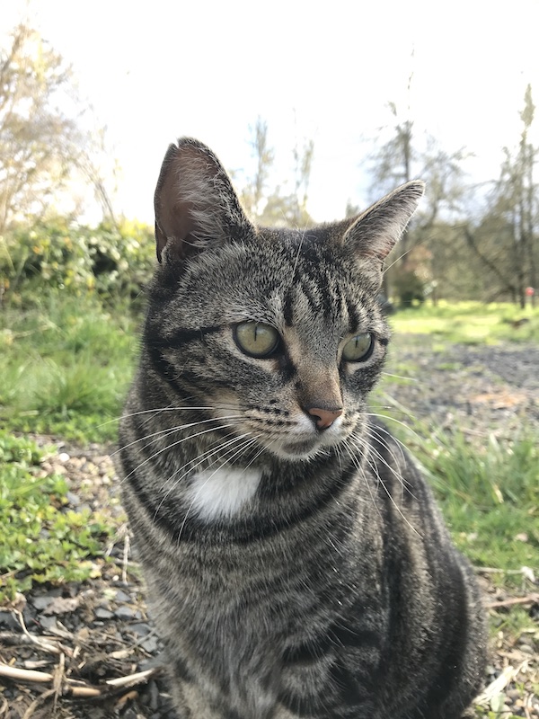 Image of Cosmos, Lost Cat