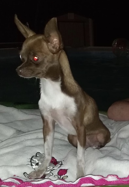 Image of Tootie, Lost Dog