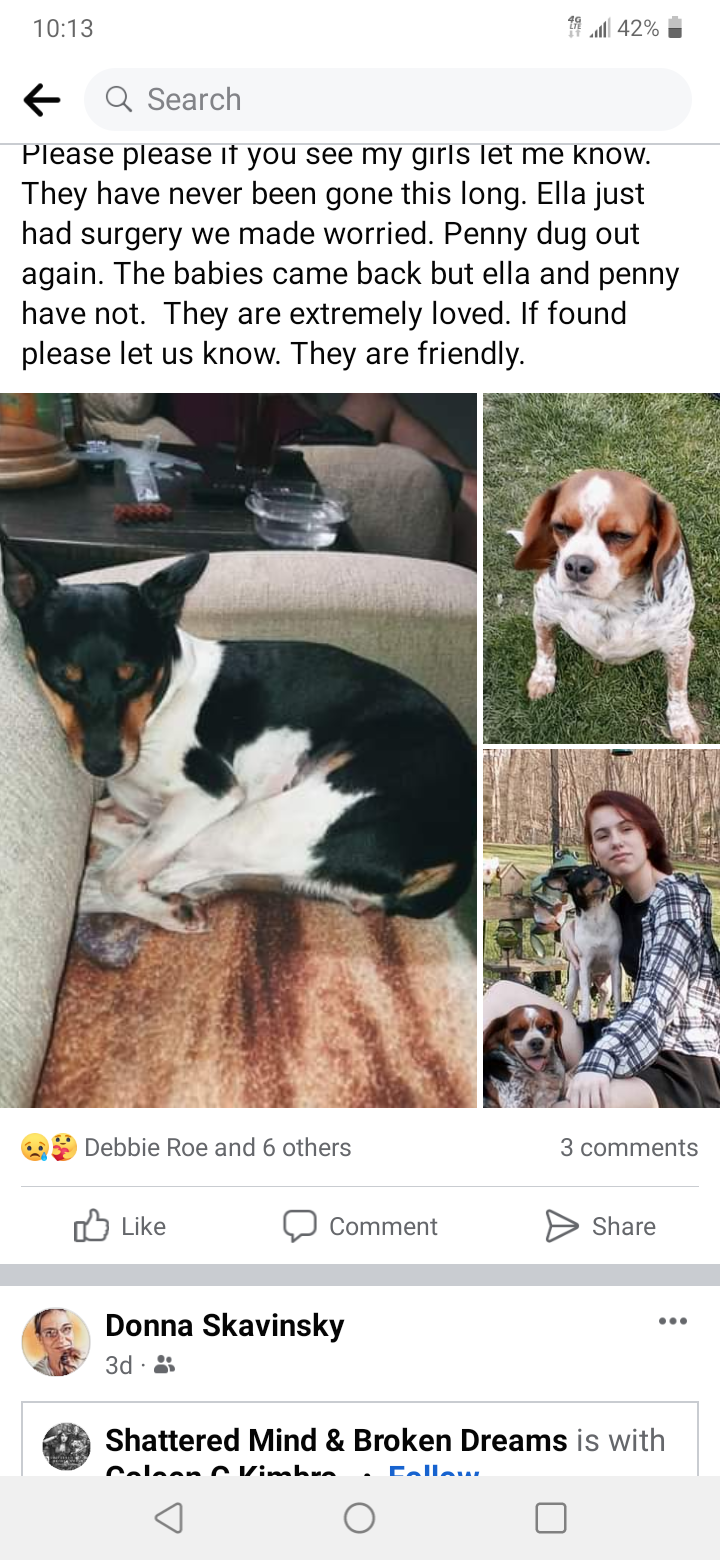 Image of Penny and ella, Lost Dog