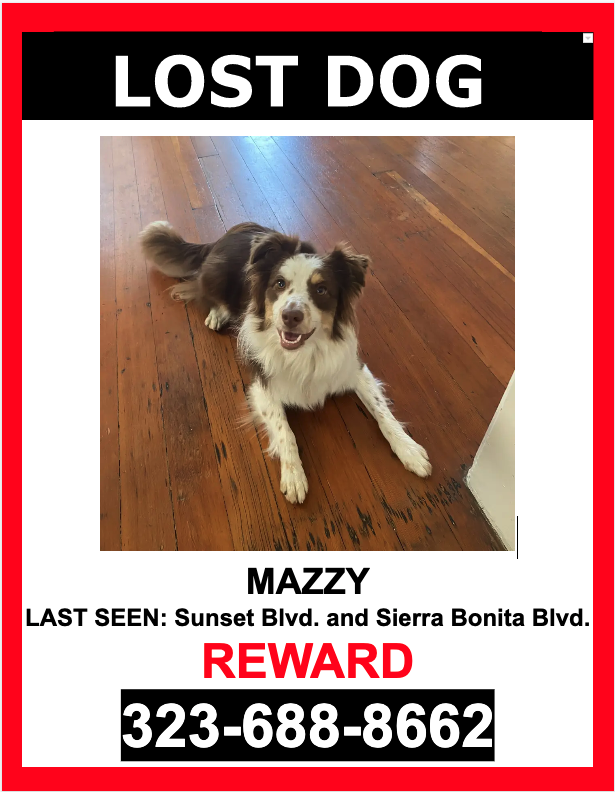 Image of Mazzy, Lost Dog