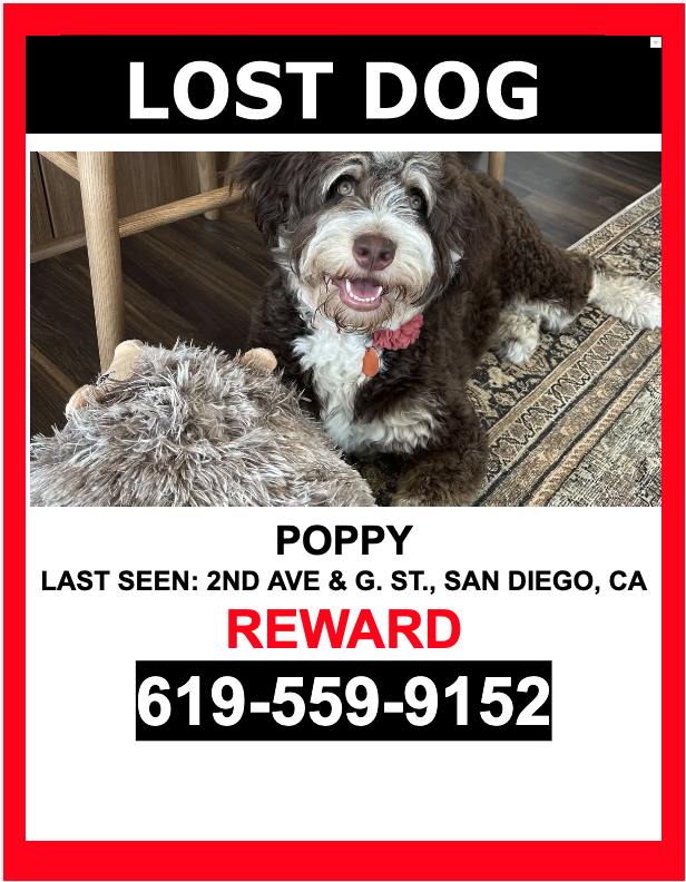 Image of Poppy, Lost Dog