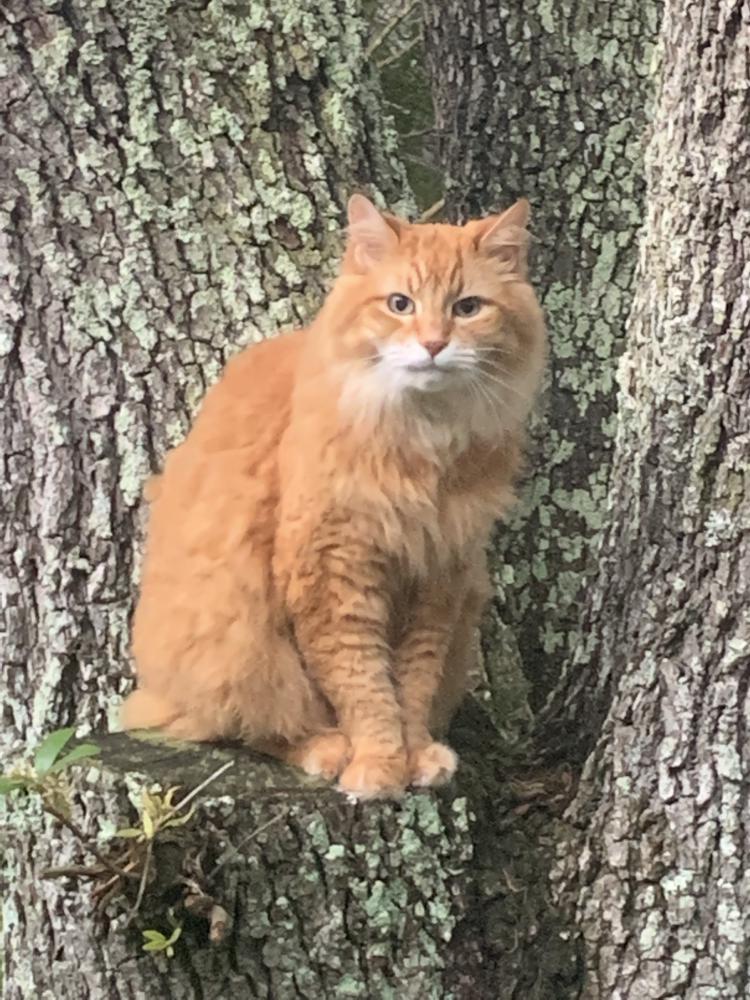 Image of Toby, Lost Cat