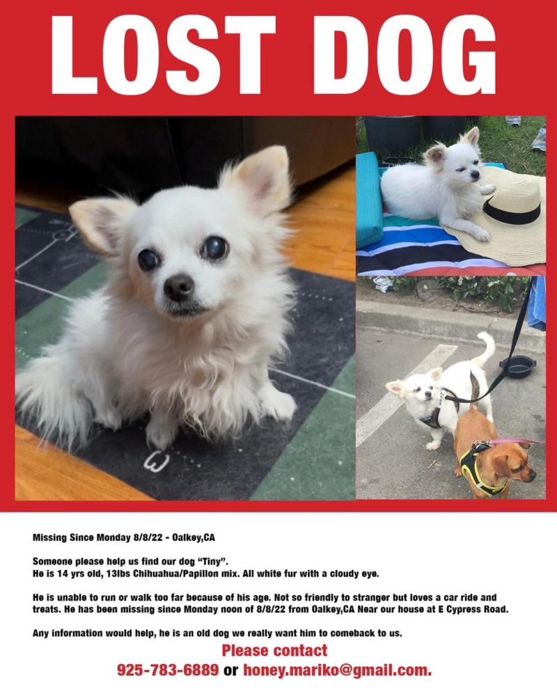Image of tiny, Lost Dog
