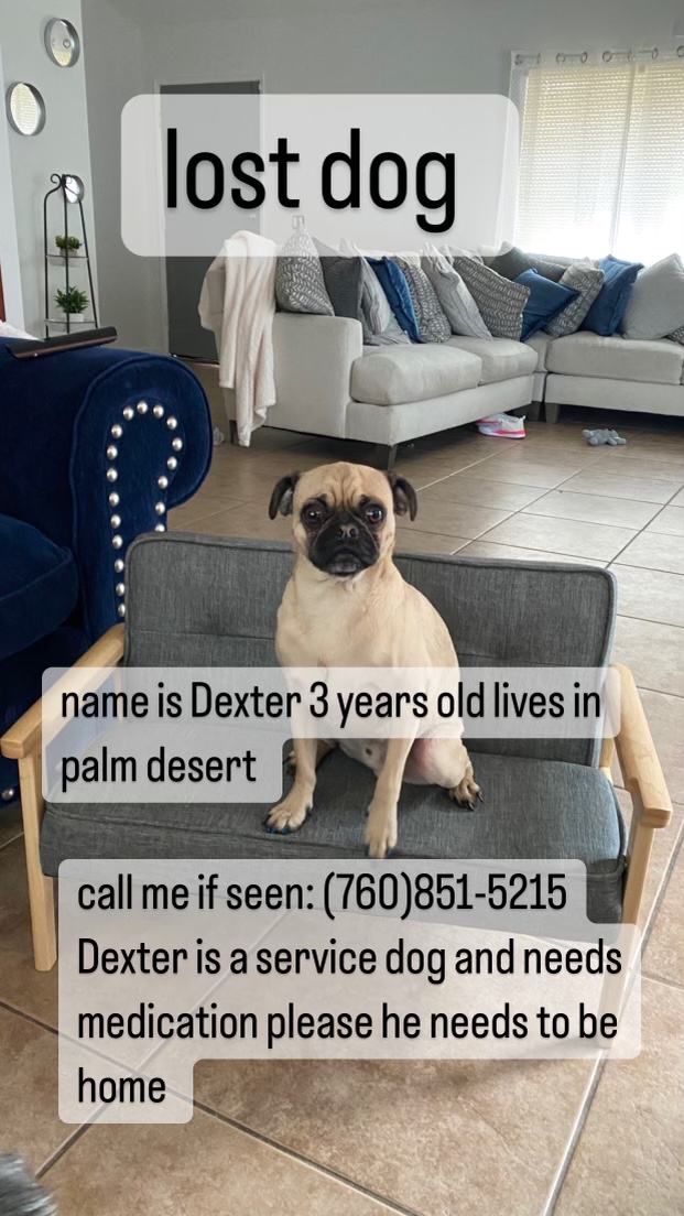Image of Dexter, Lost Dog