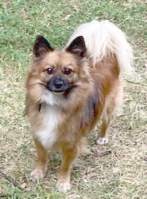 Image of Ndugu, Lost Dog