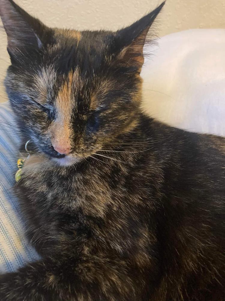 Image of Raya, Lost Cat