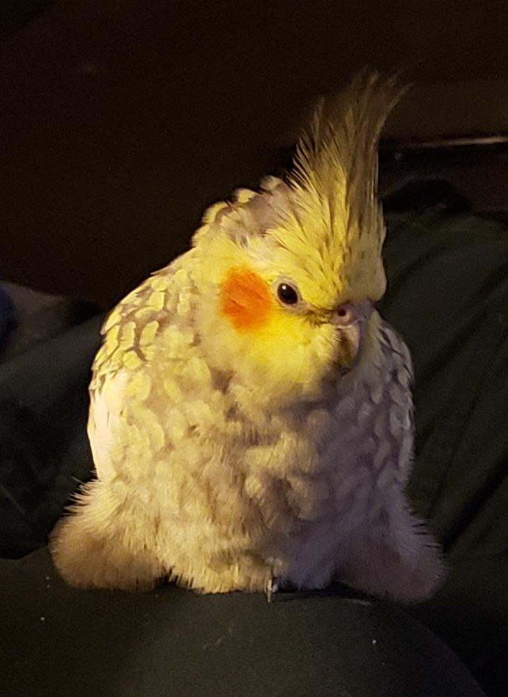 Image of Charlie, Lost Bird