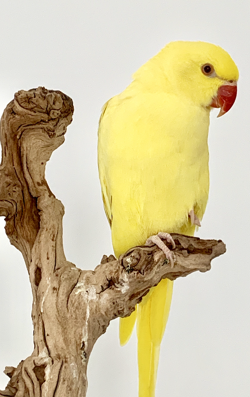 Image of Saatchi, Lost Bird